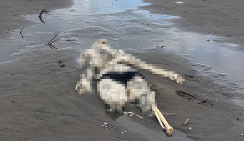 Sahilde ürperten görüntü! Ekipler harekete geçti