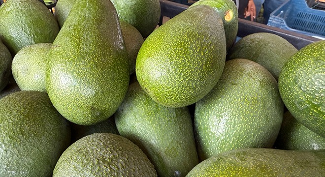 Alanya avokadosunda rekolte beklentisi 150 milyon adet