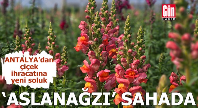Antalya’dan çiçek ihracatına yeni soluk: Aslanağzı sahada