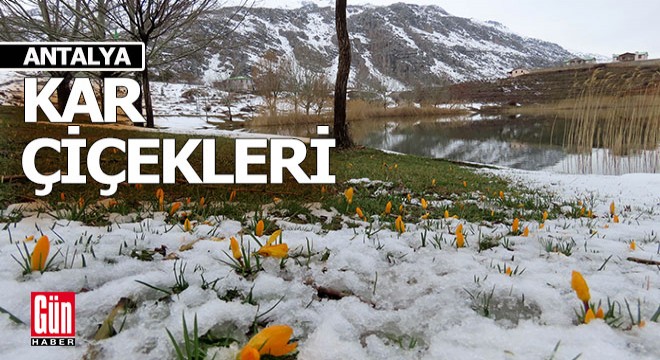 Antalya yaylalarında kar çiçekleri