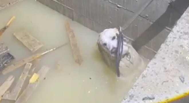 Asansör boşluğuna düşen köpek kurtarıldı