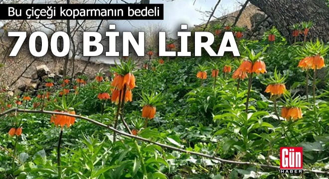 Bu çiçeği koparmanın bedeli 700 bin TL!