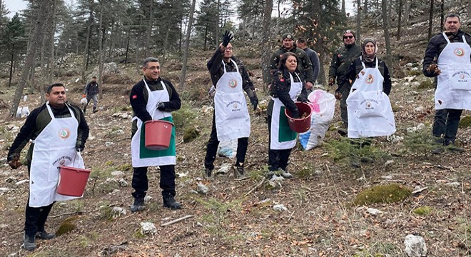 Bucak'ta karpelli sedir tohumları toprakla buluştu