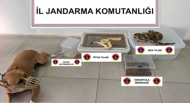 Evde yılan, örümcek ve kertenkele ele geçirildi