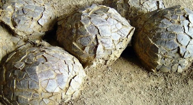 Fransa’da 70 milyon yıllık dev keşif