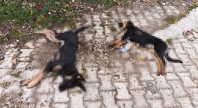 Sahipsiz köpek ölümlerine valilik incelemesi