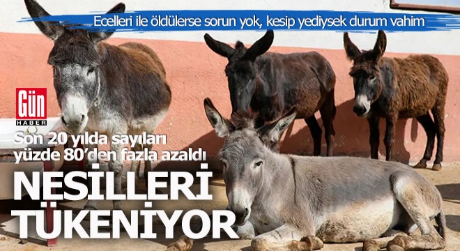 Son 20 yılda eşek ve katır yazısı yüzde 80'den fazla düştü