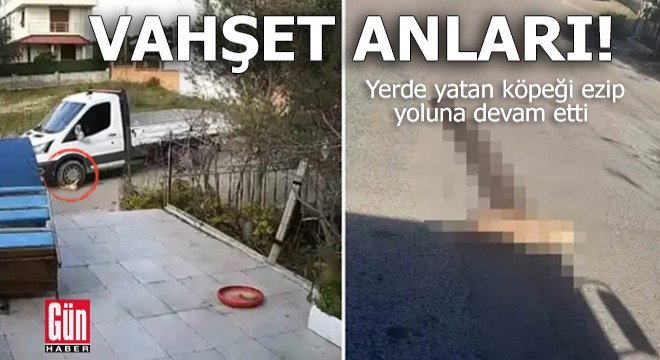 Vahşet anları: Yerde yatan köpeği ezip yoluna devam etti